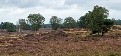<i class='fa fa-user'></i>&nbsp;nelappelmelk&nbsp;|  Zilvensche Heide&nbsp; <i class='fa fa-eye'>&nbsp;122</i> &nbsp; <i class='fa fa-comment-o'>&nbsp;1</i>