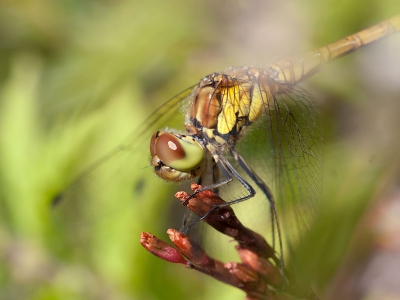 De Van Hunenplak ligt goed beschut tegen de dezer dagen koude noordenwind die veel insecten uit de lucht houdt. Zo niet hier waar een paar soorten volop vlogen.