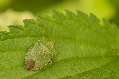 <i class='fa fa-user'></i>&nbsp;Patje&nbsp;|  Groene Schildwants&nbsp; <i class='fa fa-eye'>&nbsp;63</i> &nbsp; <i class='fa fa-comment-o'>&nbsp;2</i>