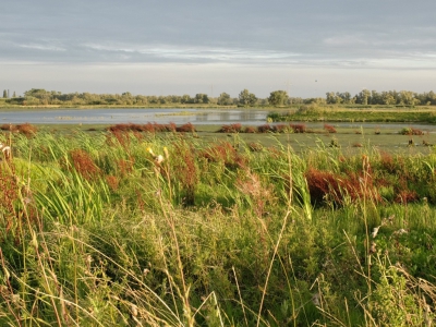 Gisteravond  samen met mijn vrouw nog een rondje door de Biesbosch gereden . Veel gezien een ree .kwikstaarten. tafel eenden. futen met jong en een buizerd. en passand kwam ook nog het zonnetje door het wolkendek piepen en heb ik deze foto gemaaakt. laat maar weten wat jullie er van vinden .