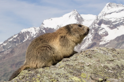 <i class='fa fa-user'></i>&nbsp;Luc Meert&nbsp;|  Alpenmarmot&nbsp; <i class='fa fa-eye'>&nbsp;185</i> &nbsp;<i class='fa fa-thumbs-up'>&nbsp;5</i> &nbsp; <i class='fa fa-comment-o'>&nbsp;7</i>
