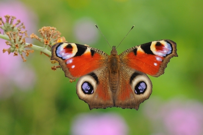 Vandaag de macrolens maar weer eens mee op pad genomen en het Vlinderommetje bij Zuidwolde gelopen. Na een poosje dan toch eindelijk het geluk dat de vlinder goed ging zitten.