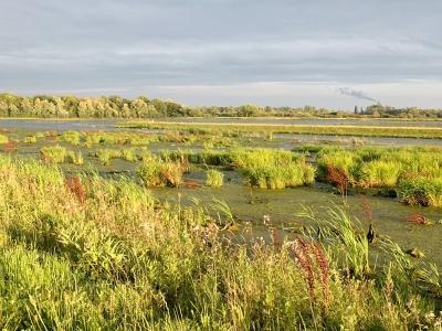 Dit is mijn tweede foto uit een korte serie die ik heb gemaakt tijden een rondritje door de Biesbosch. enkele minuten na deze foto was de zon weg en was alles weer grauw en grijs. op de achtergrond ziet men de Amercentrale  die Oa  Noord Brabant van stroom voorziet