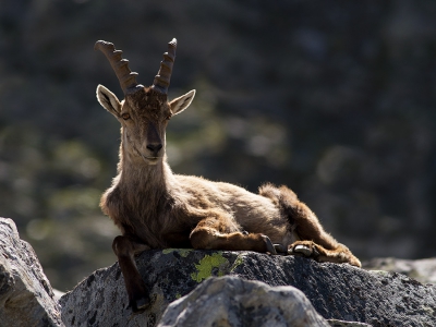 <i class='fa fa-user'></i>&nbsp;Luc Meert&nbsp;|  Alpensteenbok&nbsp; <i class='fa fa-eye'>&nbsp;142</i> &nbsp;<i class='fa fa-thumbs-up'>&nbsp;1</i> &nbsp; <i class='fa fa-comment-o'>&nbsp;3</i>