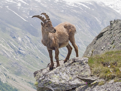 <i class='fa fa-user'></i>&nbsp;Luc Meert&nbsp;|  Alpensteenbok&nbsp; <i class='fa fa-eye'>&nbsp;181</i> &nbsp; <i class='fa fa-comment-o'>&nbsp;6</i>