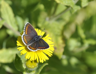 <i class='fa fa-user'></i>&nbsp;ko katsman&nbsp;|  Bruin Blauwtje&nbsp; <i class='fa fa-eye'>&nbsp;114</i> &nbsp; <i class='fa fa-comment-o'>&nbsp;0</i>