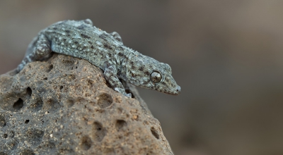 <i class='fa fa-user'></i>&nbsp;Paul Cools&nbsp;|  Delalands Gekko&nbsp; <i class='fa fa-eye'>&nbsp;118</i> &nbsp;<i class='fa fa-thumbs-up'>&nbsp;1</i> &nbsp; <i class='fa fa-comment-o'>&nbsp;1</i>