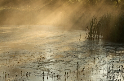 <i class='fa fa-user'></i>&nbsp;nelappelmelk&nbsp;|  Beekbergerwoud in de mist&nbsp; <i class='fa fa-eye'>&nbsp;211</i> &nbsp;<i class='fa fa-thumbs-up'>&nbsp;4</i> &nbsp; <i class='fa fa-comment-o'>&nbsp;11</i>
