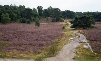 <i class='fa fa-user'></i>&nbsp;Henk van den Born&nbsp;|  Brunssumerheide&nbsp; <i class='fa fa-eye'>&nbsp;152</i> &nbsp; <i class='fa fa-comment-o'>&nbsp;1</i>