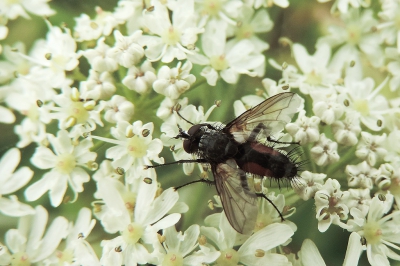 <i class='fa fa-user'></i>&nbsp;A. Soeting&nbsp;|  Eriothrix rufomaculatus&nbsp; <i class='fa fa-eye'>&nbsp;65</i> &nbsp; <i class='fa fa-comment-o'>&nbsp;1</i>