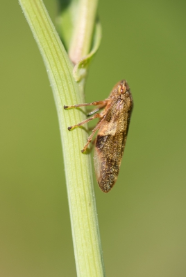 <i class='fa fa-user'></i>&nbsp;Jan Luit&nbsp;|  Schuimcicade sp.&nbsp; <i class='fa fa-eye'>&nbsp;74</i> &nbsp; <i class='fa fa-comment-o'>&nbsp;3</i>