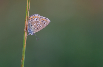<i class='fa fa-user'></i>&nbsp;natura-pulchra&nbsp;|  Icarusblauwtje&nbsp; <i class='fa fa-eye'>&nbsp;75</i> &nbsp; <i class='fa fa-comment-o'>&nbsp;6</i>