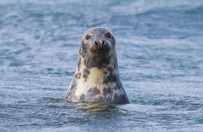 Ik had het geluk dat deze grijze zeehond vlak voor mijn neus even boven kwam, nieuwsgierig bleef kijken en toen weer onder dook.