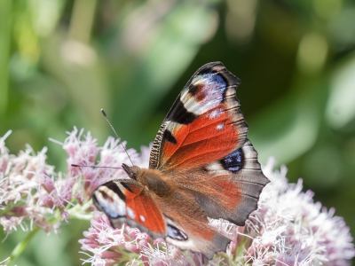 <i class='fa fa-user'></i>&nbsp;Arno van Berge Henegouwen&nbsp;|  Dagpauwoog&nbsp; <i class='fa fa-eye'>&nbsp;83</i> &nbsp; <i class='fa fa-comment-o'>&nbsp;0</i>