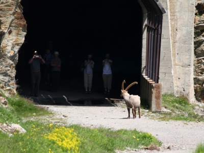 de steenbok was duidelijk geinteresseerd in de tunnel. totdat er mensen opdoken ...