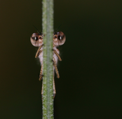 Oog in oog met een bruine winterjuffer, onze "huisjuffer". Het was al een beetje schemerig, wat het geheel misschien juist iets mysterieus geeft.