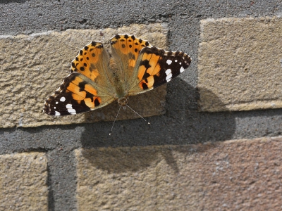 <i class='fa fa-user'></i>&nbsp;Ad Sprang&nbsp;|  Distelvlinder&nbsp; <i class='fa fa-eye'>&nbsp;166</i> &nbsp; <i class='fa fa-comment-o'>&nbsp;3</i>