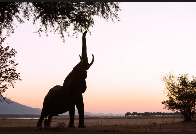 <i class='fa fa-user'></i>&nbsp;Loulou Beavers&nbsp;|  Afrikaanse Olifant&nbsp; <i class='fa fa-eye'>&nbsp;211</i> &nbsp;<i class='fa fa-thumbs-up'>&nbsp;3</i> &nbsp; <i class='fa fa-comment-o'>&nbsp;7</i>