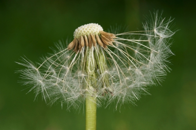 <i class='fa fa-user'></i>&nbsp;Sophie&nbsp;|  Paardenbloem&nbsp; <i class='fa fa-eye'>&nbsp;80</i> &nbsp;<i class='fa fa-thumbs-up'>&nbsp;1</i> &nbsp; <i class='fa fa-comment-o'>&nbsp;3</i>