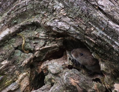 <i class='fa fa-user'></i>&nbsp;natura-pulchra&nbsp;|  Rosse Woelmuis&nbsp; <i class='fa fa-eye'>&nbsp;140</i> &nbsp;<i class='fa fa-thumbs-up'>&nbsp;1</i> &nbsp; <i class='fa fa-comment-o'>&nbsp;4</i>