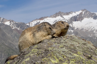 <i class='fa fa-user'></i>&nbsp;Luc Meert&nbsp;|  Alpenmarmot&nbsp; <i class='fa fa-eye'>&nbsp;286</i> &nbsp;<i class='fa fa-thumbs-up'>&nbsp;15</i> &nbsp; <i class='fa fa-comment-o'>&nbsp;10</i>