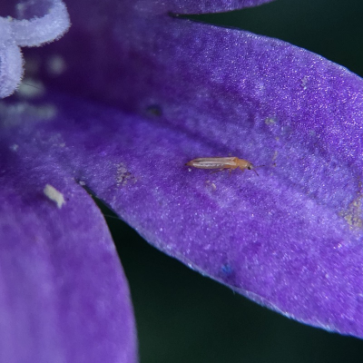 Testopname gemaakt met iphone 6s (uit de hand) met olloclip macro lens 7:1
Beestje is ongeveer 2mm lang