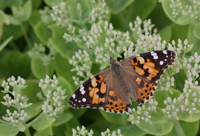 <i class='fa fa-user'></i>&nbsp;Ad Sprang&nbsp;|  Distelvlinder&nbsp; <i class='fa fa-eye'>&nbsp;117</i> &nbsp;<i class='fa fa-thumbs-up'>&nbsp;1</i> &nbsp; <i class='fa fa-comment-o'>&nbsp;6</i>