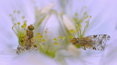 <i class='fa fa-user'></i>&nbsp;Nel R&nbsp;|  Parnassia&nbsp; <i class='fa fa-eye'>&nbsp;132</i> &nbsp;<i class='fa fa-thumbs-up'>&nbsp;3</i> &nbsp; <i class='fa fa-comment-o'>&nbsp;4</i>