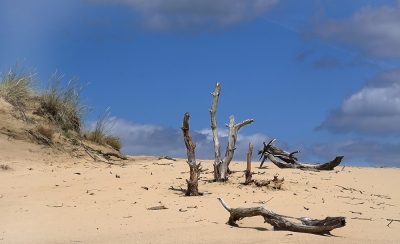 Wandelend op het Kootwijkerzand zag ik dit duin net het hout en dacht dit zou aan de kust kunnen zijn i.p.v. midden in het land.