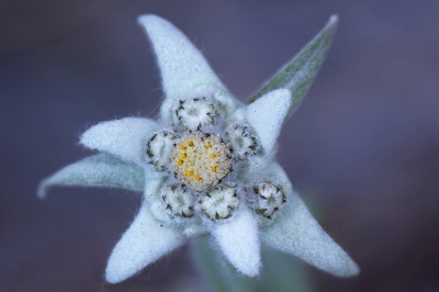 <i class='fa fa-user'></i>&nbsp;Luc Meert&nbsp;|  Edelweiss&nbsp; <i class='fa fa-eye'>&nbsp;102</i> &nbsp; <i class='fa fa-comment-o'>&nbsp;3</i>