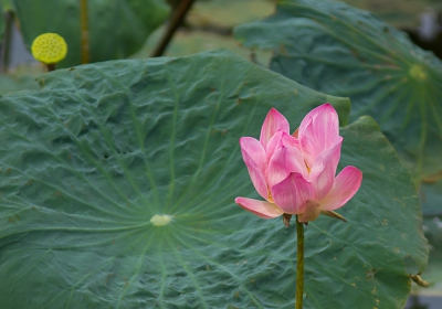 Lotus lake net buiten Kaohsiung heeft z'n naam te danken aan deze bloem, die hierin floreert.