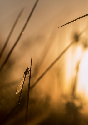 Ik heb al zolang niets meer gepost hier op nederpix. Komt deels ook omdat ik minder met natuurfotografie bezig ben. Urbex, cultuur, fotoshoots,... zijn meer van de partij. 
Maar zo een ochtend libellen of de zonsopgang fotograferen doe ik nog steeds graag. 

Vorige week daarom ook met een bevriende fotograaf op pad geweest. We waren ruim voor zonsopgang aanwezig, dus konden we enkele juffers zoeken en dan was het maar wachten op de zon.