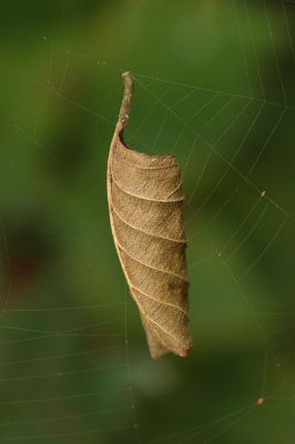 <i class='fa fa-user'></i>&nbsp;frbeuming&nbsp;|  Blad in web&nbsp; <i class='fa fa-eye'>&nbsp;51</i> &nbsp; <i class='fa fa-comment-o'>&nbsp;0</i>