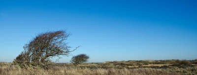 <i class='fa fa-user'></i>&nbsp;Eef Kieft&nbsp;|  Duinlandschap&nbsp; <i class='fa fa-eye'>&nbsp;83</i> &nbsp; <i class='fa fa-comment-o'>&nbsp;1</i>