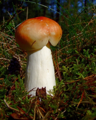 <i class='fa fa-user'></i> klomp | Appelrussula  <i class='fa fa-eye'> 131</i>   <i class='fa fa-comment-o'> 3</i>