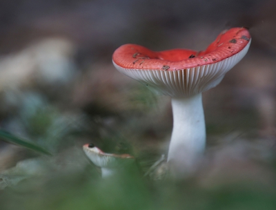 Ik was verbaasd dat er al zoveel paddestoelen in het bos stonden,maar we hebben wel een natte zomer gehad.