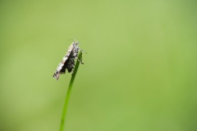 <i class='fa fa-user'></i>&nbsp;Jan Luit&nbsp;|  Choreutis diana&nbsp; <i class='fa fa-eye'>&nbsp;75</i> &nbsp; <i class='fa fa-comment-o'>&nbsp;2</i>
