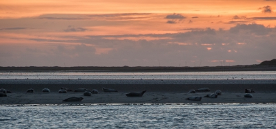 <i class='fa fa-user'></i>&nbsp;corbins&nbsp;|  Grijze Zeehond&nbsp; <i class='fa fa-eye'>&nbsp;114</i> &nbsp; <i class='fa fa-comment-o'>&nbsp;2</i>