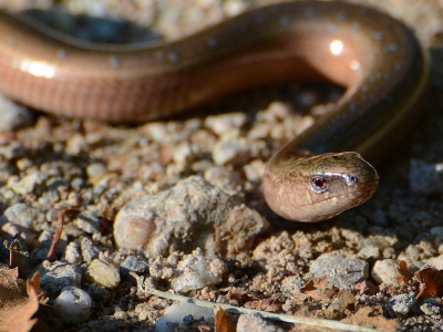 <i class='fa fa-user'></i>&nbsp;Lourens&nbsp;|  Hazelworm&nbsp; <i class='fa fa-eye'>&nbsp;168</i> &nbsp; <i class='fa fa-comment-o'>&nbsp;3</i>