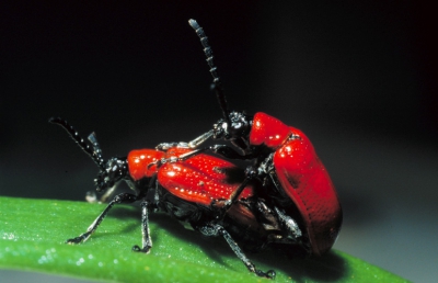 De datum is Fake, maar ik had nog een digitale Tiff-file met een gedigitaliseerde oponame van een dia van parende leliehaantjes die ik wel wilde delen.

Contax 167, Tamron SP 90 mm Macro, TLA 20 flits met flexibele afstandkabel. 1/125 sec, wsch. Diafragma 11