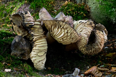 <i class='fa fa-user'></i>&nbsp;Hans Adema&nbsp;|  Grofplaatrussula&nbsp; <i class='fa fa-eye'>&nbsp;163</i> &nbsp; <i class='fa fa-comment-o'>&nbsp;5</i>