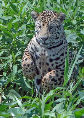 <i class='fa fa-user'></i>&nbsp;Martin Lok&nbsp;|  Jaguar&nbsp; <i class='fa fa-eye'>&nbsp;238</i> &nbsp;<i class='fa fa-thumbs-up'>&nbsp;1</i> &nbsp; <i class='fa fa-comment-o'>&nbsp;4</i>