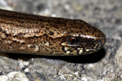 <i class='fa fa-user'></i>&nbsp;Herman Berkhoudt&nbsp;|  Hazelworm&nbsp; <i class='fa fa-eye'>&nbsp;140</i> &nbsp; <i class='fa fa-comment-o'>&nbsp;4</i>