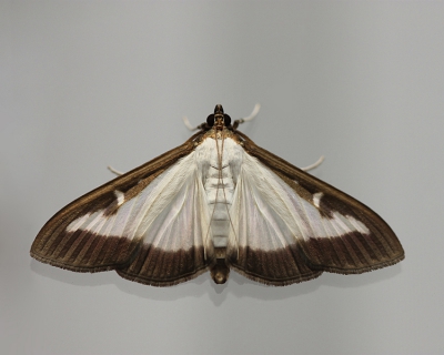 <i class='fa fa-user'></i>&nbsp;Paul Vandebroek&nbsp;|  Buxusmot&nbsp; <i class='fa fa-eye'>&nbsp;199</i> &nbsp;<i class='fa fa-thumbs-up'>&nbsp;4</i> &nbsp; <i class='fa fa-comment-o'>&nbsp;8</i>