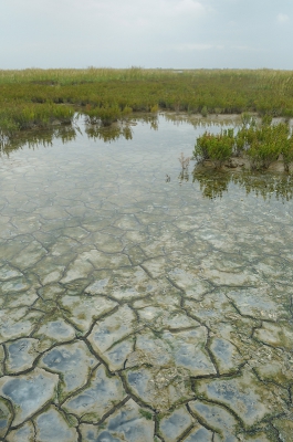 Extra foto van het blauwe slik. Hier een overzicht in een gewone landschappelijke setting.