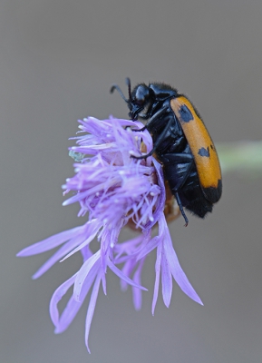 <i class='fa fa-user'></i>&nbsp;koekieman&nbsp;|  Mylabris variabilis&nbsp; <i class='fa fa-eye'>&nbsp;124</i> &nbsp; <i class='fa fa-comment-o'>&nbsp;2</i>