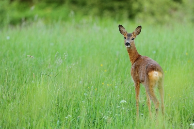 Toen het gras nog groen was...... Zag ik deze ree, en zij mij.