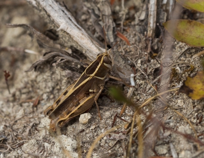<i class='fa fa-user'></i>&nbsp;Tom van der Most&nbsp;|  Calliptamus sp.&nbsp; <i class='fa fa-eye'>&nbsp;106</i> &nbsp; <i class='fa fa-comment-o'>&nbsp;0</i>