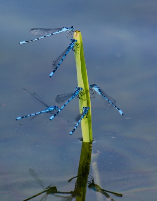 <i class='fa fa-user'></i>&nbsp;Eef Kieft&nbsp;|  Watersnuffel&nbsp; <i class='fa fa-eye'>&nbsp;178</i> &nbsp; <i class='fa fa-comment-o'>&nbsp;2</i>