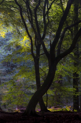 Een vroege ochtend in het Speulderbos doorgebracht. Helaas niet de verwachtte mist, maar toch een aantal minuten fraaie sfeer. Vanaf statief met afstandsbediening. Iets onderbelicht om vooral het licht op de achtergrond onder controle te houden.